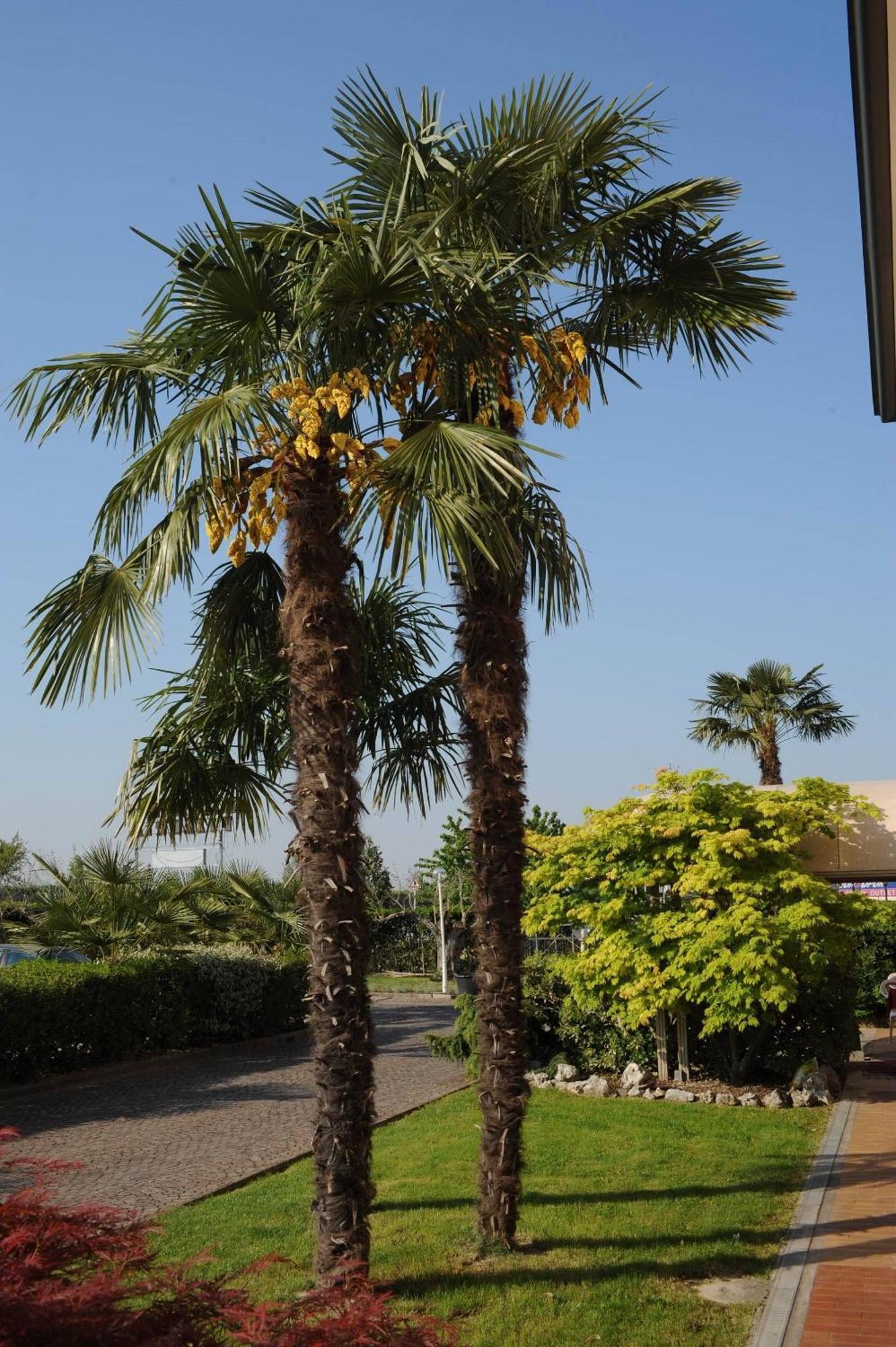 Hotel Master Albignasego Εξωτερικό φωτογραφία